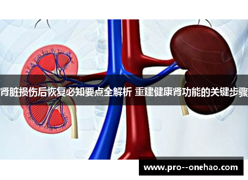 肾脏损伤后恢复必知要点全解析 重建健康肾功能的关键步骤